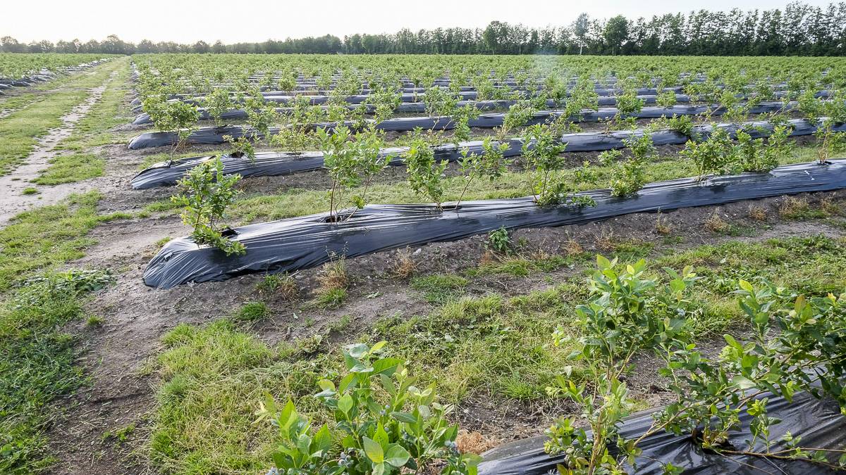 DSCF9005|3.DSCF8951|DSCF0982